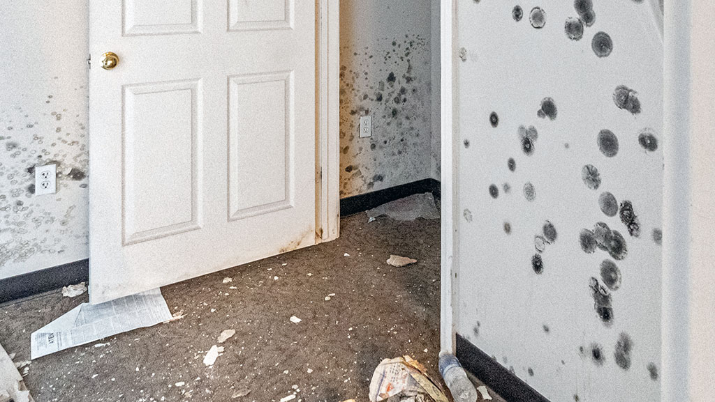 Large mold spores on walls in office space.