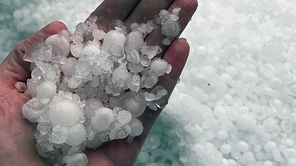 Hand holding hailstones ranging in size from pea to marble.