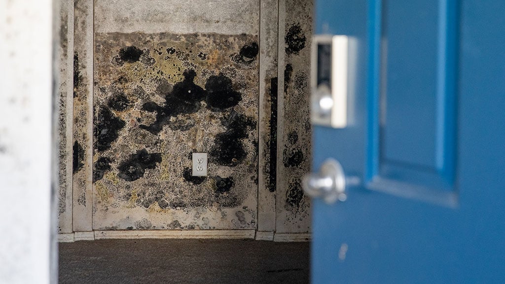 Visible mold on drywall prior to professional mold removal.