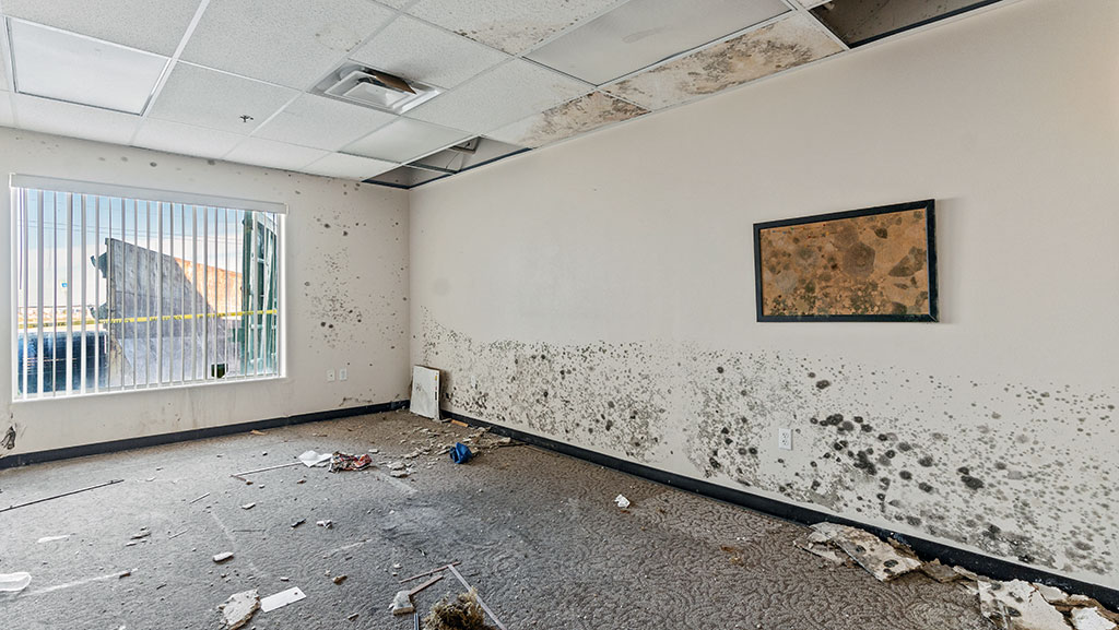 Mold on walls in office area from fire suppression efforts