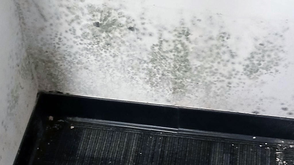 Mold growth on wall in commercial office building in LA.