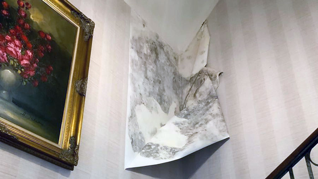 Mold behind wallpaper