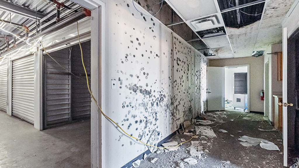 Mold on walls in commercial office space as a result of fire suppression efforts